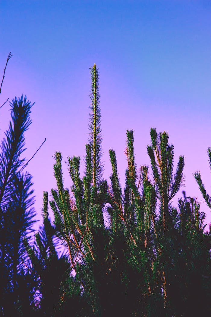 Pine trees silhouetted against a vibrant sunset sky in the United Kingdom, offering a picturesque natural scene.